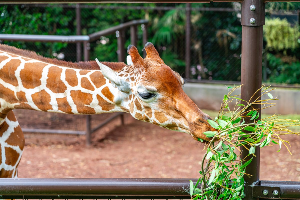 野毛山動物園